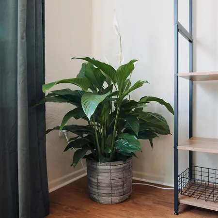 Apartment Zentrale Gemütlichkeit: 3-zimmer Mit Netflix & Uni-nähe